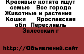Красивые котята ищут семью - Все города Животные и растения » Кошки   . Ярославская обл.,Переславль-Залесский г.
